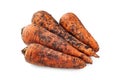Raw carrots. Freshly dug carrots with soil. Dirty carrot isolated on white background Royalty Free Stock Photo
