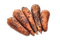 Raw carrots. Freshly dug carrots with soil. Dirty carrots isolated on a white