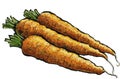 Raw carrots Royalty Free Stock Photo