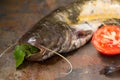 Raw catfish on an old table. Close-up. Top view Royalty Free Stock Photo