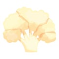 Raw cauliflower icon cartoon vector. Cabbage food