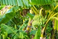 The raw cavendish banana leaves and leaves on the plant in the p