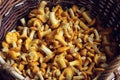 Raw chanterelle mushrooms in a basket, top view Royalty Free Stock Photo