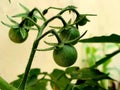 raw cherry tomatoes grown behind the wall