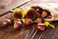 Raw chestnuts in burlap bag. Royalty Free Stock Photo