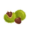 Raw chestnuts illustration