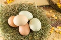 Raw chicken eggs in a nest Royalty Free Stock Photo