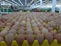 raw chicken eggs in supermarkets