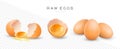 Raw chicken eggs vector isolated illustration. Whole and broken brown fresh eggs. Yolk in eggshell