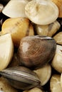 Raw clams background Royalty Free Stock Photo