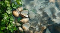 Raw clams in water misted counter with parsley garnish. Royalty Free Stock Photo