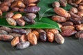 Raw cocoa beans, forastero, close-up