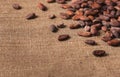 Raw cocoa beans on sacking close-up