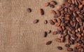 Raw cocoa beans on sacking top view, close-up