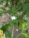 Raw coffe in the garden Royalty Free Stock Photo