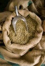 Raw Coffee Beans Being Scooped Burlap Bag Royalty Free Stock Photo