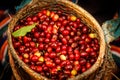 Raw coffee beans in basket and holding hand farmers Royalty Free Stock Photo