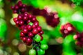 Raw Coffee Beans cherry Royalty Free Stock Photo