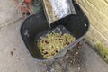 Raw coffee beans in a collecting basket after peeling shell at a coffee farm, Salento, Colombi