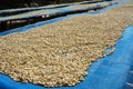 Raw coffee beans are exposed to sunlight. There are dried by sun drying. Royalty Free Stock Photo