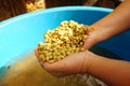 Raw coffee beans in the hands. Royalty Free Stock Photo