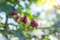 Raw Coffee beans plantation on agriculture fresh farm ready to harvest for coffee industry