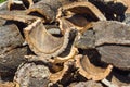 Raw cork pile Royalty Free Stock Photo