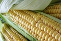 Raw corn cob Royalty Free Stock Photo