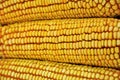 Raw corn cob Royalty Free Stock Photo