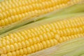 Raw corn cob macro Royalty Free Stock Photo