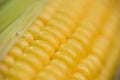Raw corn cob macro Royalty Free Stock Photo