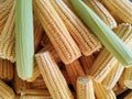 Raw corn cobs after harvest Royalty Free Stock Photo
