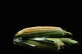 Raw corn cobs or maize on a black background. Harvest concept. Corn with green leaves lying in a pile. View from an Royalty Free Stock Photo