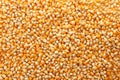 Raw corn kernels as background Royalty Free Stock Photo