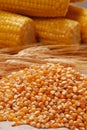 Raw corn kernels and corncobs Royalty Free Stock Photo