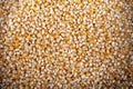 Raw corn kernels Royalty Free Stock Photo