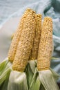 Raw corn prepared for baking Royalty Free Stock Photo