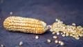 Raw Corn Seeds or Corn kernels are the fruits of corn. Grains of ripe corn. Kernels and seeds of maize. Royalty Free Stock Photo