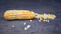 Raw Corn Seeds or Corn kernels are the fruits of corn. Grains of ripe corn. Kernels and seeds of maize. Royalty Free Stock Photo