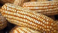 Raw Corn Seeds or Corn kernels are the fruits of corn. Grains of ripe corn. Kernels and seeds of maize. Royalty Free Stock Photo