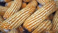 Raw Corn Seeds or Corn kernels are the fruits of corn. Grains of ripe corn. Kernels and seeds of maize. Royalty Free Stock Photo