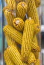 Raw Corn Seeds or Corn kernels are the fruits of corn. Maize is a grain, and the kernels are used in cooking as a vegetable or a Royalty Free Stock Photo