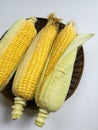 Raw corncobs in basket Royalty Free Stock Photo