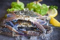 Raw crab on ice with spices lemon and salad lettuce on the dark plate background - fresh crab for cooked food at restaurant or Royalty Free Stock Photo