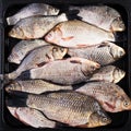 The raw crucians fish, live raw fish, crucian carp close-up.