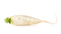 Raw Daikon radish Royalty Free Stock Photo