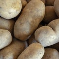 Raw dirty, unwashed potatoes close-up