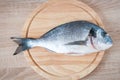 Raw dolphinfish table top view