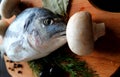 Raw dorado fish or sparus aurata on a table