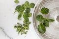 Raw and dried spinach leaves on with a food dehydrator tray for food preservation Royalty Free Stock Photo